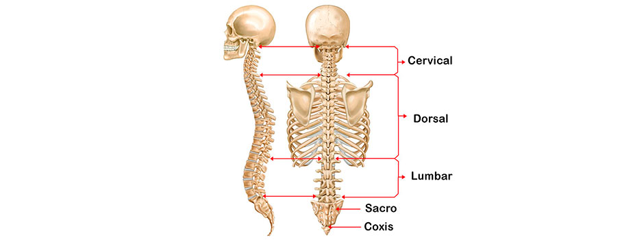 Qué es la lumbalgia o dolor de espalda baja?